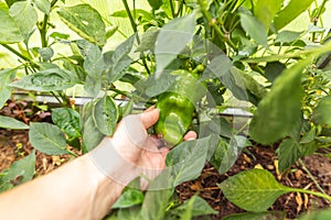 Gardening and agriculture concept. Female farm worker hand harvesting green fresh ripe organic bell pepper in garden