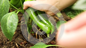 Gardening and agriculture concept. Female farm worker hand harvesting green fresh ripe organic bell pepper in garden