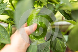 Gardening and agriculture concept. Female farm worker hand harvesting green fresh ripe organic bell pepper in garden