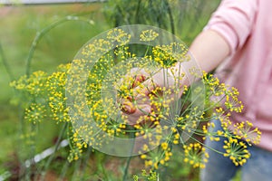 Gardening and agriculture concept. Female farm worker hand harvesting green fresh ripe organic dill in garden bed. Vegan