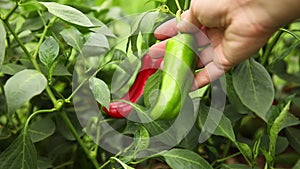 Gardening and agriculture concept. Female farm worker hand harvesting green and red fresh ripe organic bell pepper in