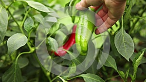 Gardening and agriculture concept. Female farm worker hand harvesting green and red fresh ripe organic bell pepper in