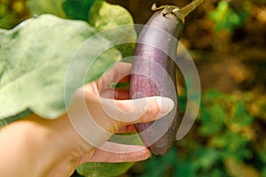Gardening and agriculture concept. Female farm worker hand harvesting purple fresh ripe organic eggplant in garden