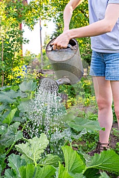 Gardening agriculture concept. Gardener hands holding watering can and watering irrigating plant. Woman gardening in