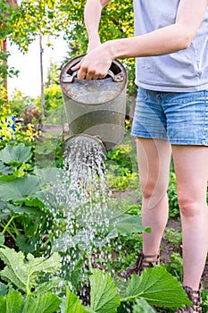 Gardening agriculture concept. Gardener hands holding watering can and watering irrigating plant. Woman gardening in