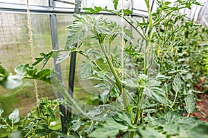 Gardening and agriculture concept. Organic tomatoes growing in greenhouse. Greenhouse produce. Vegetable food production