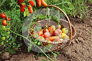 Gardening and agriculture concept. Picking fresh ripe organic tomatoes. Vegetable food production