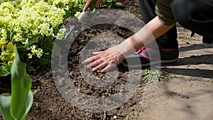 Gardening and agriculture concept. Woman farm worker hand with gardener equipment rake planting and weeding flowers in