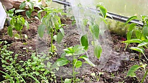Gardening and agriculture concept. Woman farm worker hand watering from watering can organic pepper seedling. Greenhouse produce.