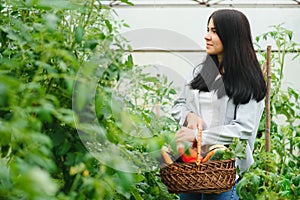 Gardening and agriculture concept. Young woman farm worker with basket picking fresh ripe organic vegetables. Greenhouse produce.