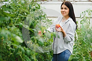 Gardening and agriculture concept. Young woman farm worker with basket picking fresh ripe organic vegetables. Greenhouse produce.