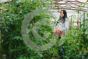 Gardening and agriculture concept. Young woman farm worker with basket picking fresh ripe organic vegetables. Greenhouse produce.