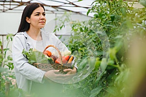 Gardening and agriculture concept. Young woman farm worker with basket picking fresh ripe organic vegetables. Greenhouse produce.