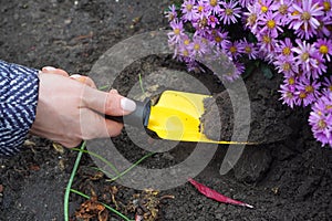 Gardening background. Gardener digs up the soil with a little shovel around the flowers