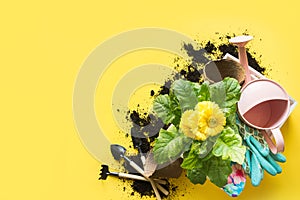 Gardening background with gerbera, tolls and flowers plant in box on yellow background. Top view. Copy space photo