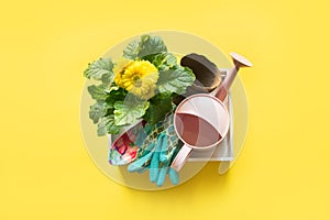 Gardening background with gerbera, tolls and flowers plant in box on yellow background. Top view photo