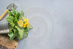 Gardening background with yellow gerbera, gardening tolls and garden flowers plant on gray concrete background. Top view