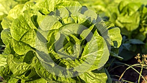 Gardening banner background with green lettuce plants. Agricultural field with Green lettuce leaves on garden beds in the vegetab