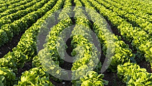 Gardening banner background with green lettuce plants. Agricultural field with Green lettuce leaves on garden beds in the vegetab