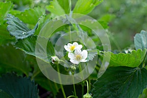 Gardening. Blooming white strawberry flowers on a background of green leaves. Soft focus