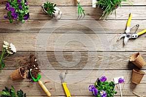 Gardening border with various flowers plant and garden tools on wooden background, flat lay, top view, copy space for text