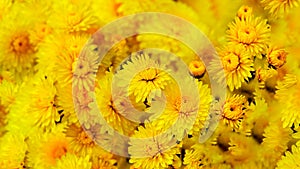 Gardening, botany, floristry, texture and flora concept. Beautiful yellow chrysanthemums flowers.