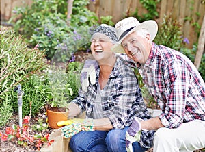 Gardening brings us so much joy. A happy senior couple busy gardening in their back yard.