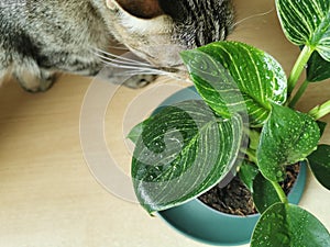 Gardening, cat head, plants and nature concept - close up of wet Philodendron flower