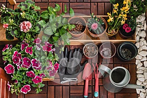 Gardening Composition with Potted Flowers and Gardening Tools