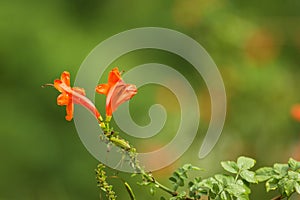 Gardening concept. Beautiful flowers Tecomaria Capensis with dewdrops on green branch over green blurred background in the park.