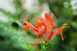 Gardening concept. Beautiful flowers Tecomaria Capensis on green branch over green blurred background in the park. Postcard.