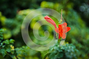 Gardening concept. Beautiful flowers Tecomaria Capensis on green branch over green blurred background in the park. Postcard. Artic