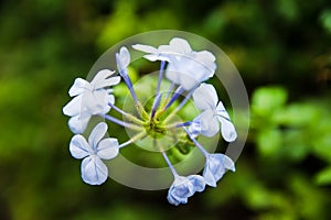 Gardening concept. Delicate and beautiful flowers of Plumbago Auriculata or Europaea  over green blurred background in the park.