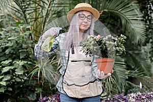 Gardening concept. Elderly woman gardener in glasses, wearing straw hat and working apron, spraying beautiful flowering