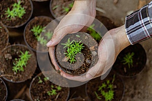 Gardening concept a farmer culling the green seedlings before removing them from pots to growing in the prepared soil plot