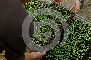 Gardening concept a farmer culling the green seedlings before removing them from pots to growing in the prepared soil plot