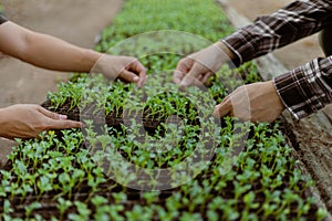 Gardening concept a farmer culling the green seedlings before removing them from pots to growing in the prepared soil plot