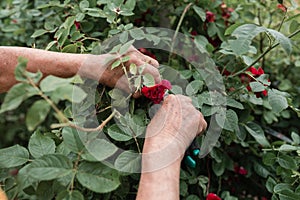 Gardening concept - gardener in sunny garden planting red roses. Senior woman 80 years old working in garden