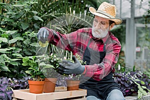 Gardening concept. Senior concentrated 70-aged bearded man in straw hat and workwear sitting near green plantings in