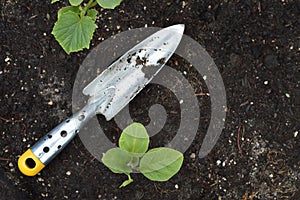 Gardening concept. Shovel and vegetable seedlings