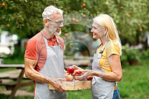 Gardening Concept. Smiling Older Farmers Couple Checking Ripe Apples After Picking