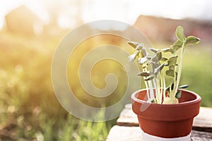 Gardening concept, vegetable seedlings in ceramic pot on the old wooden table