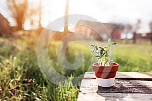 Gardening concept, vegetable seedlings in ceramic pot on the old wooden table