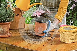 Gardening, plants care concept. Woman watering and replants balsam plant into ceramic pot outdoors. photo