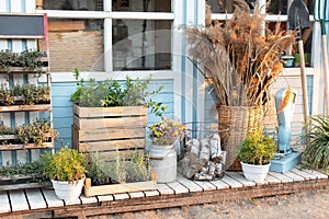 Gardening. Cozy decor veranda at house. Facade blue house Rustic style. Green plants, dried spikelets, flowers and pampas grass in