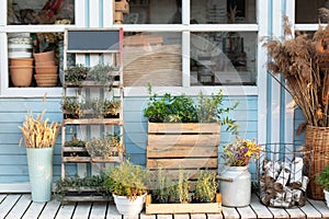 Gardening. Cozy decor veranda at house. Facade blue house Rustic style. Green plants, dried spikelets, flowers and pampas grass in