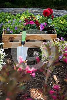 Gardening. Crate Full of Gorgeous Plants and Garden Tools Ready for Planting In Sunny Garden. Spring Garden Works.