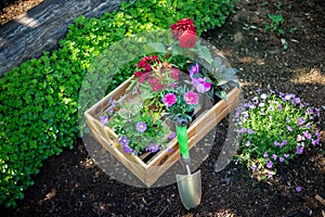 Gardening. Crate Full of Gorgeous Plants and Garden Tools Ready for Planting In Sunny Garden. Spring Garden Works.