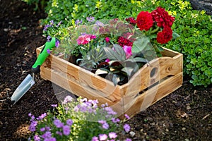 Gardening. Crate Full of Gorgeous Plants Ready for Planting In Garden. Spring Garden Works Concept. Garden Landscaping.