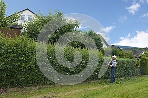 Gardening, cutting hedge